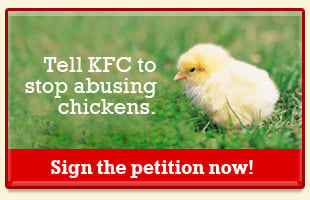 Tell KFC to stop abusing chickens.