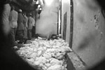 Pilgrim's Pride Video