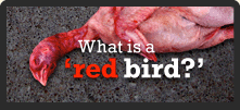 The image “http://www.kentuckyfriedcruelty.com/images/redbird-header.gif” cannot be displayed, because it contains errors.