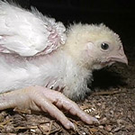 Germany Investigation