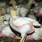 Germany Investigation