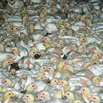 Germany Investigation