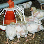 Germany Investigation