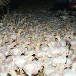 Germany Investigation