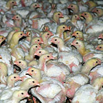 Germany Investigation