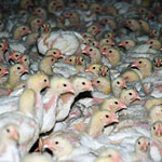 Germany Investigation