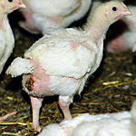 Germany Investigation