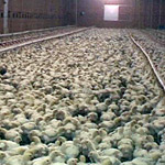 Germany Investigation