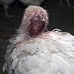 Germany Investigation