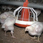 Germany Investigation