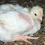 Germany Investigation