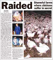 Kentucky Fried Cruelty :: Eyewitness Investigations :: Cruelty at