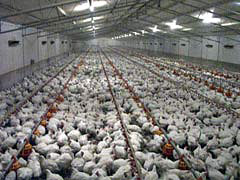 Australian KFC Supplier's chicken shed