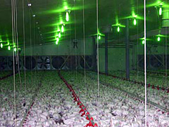 Broiler Shed