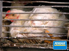 Perdue Broiler Chicken