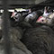 Chickens are packed tightly into transport cages.